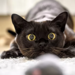 Foto del profilo di Gaia