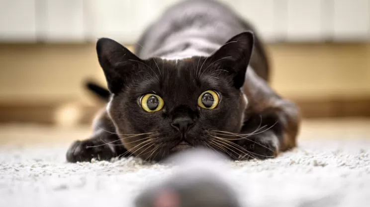 698894006e478 bp cover image